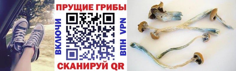 Галлюциногенные грибы прущие грибы  Ельня 
